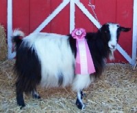 Bells Goats Sissie